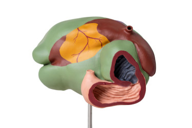 Model żołądka krowy-przeżuwacza, 1/3 naturalnych rozmiarów, 3 części - Image no.: 5