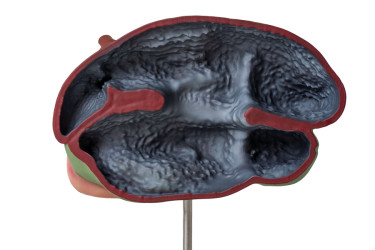 Model żołądka krowy-przeżuwacza, 1/3 naturalnych rozmiarów, 3 części - Image no.: 7