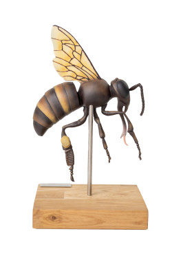 Model pszczoły miodnej, 25x powiększony, 3 części (A. mellisica) - Image no.: 5