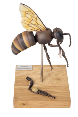 Model pszczoły miodnej, 25x powiększony, 3 części (A. mellisica) - Image no.: 6