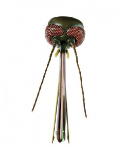 Model głowy komara, 80x powiększenie, samica (Culex pipiens) - Image no.: 1