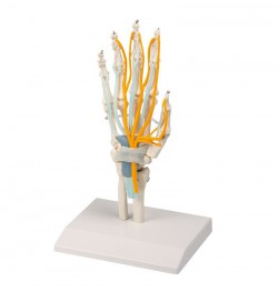 Model dłoni ze ścięgnami, nerwami i kanałem nadgarsta - Image no.: 1