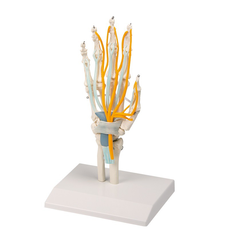 Model dłoni ze ścięgnami, nerwami i kanałem nadgarsta - Image no.: 1