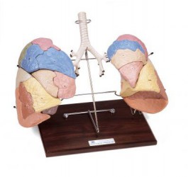 Segmentowy model płuc, 19 części - Image no.: 1