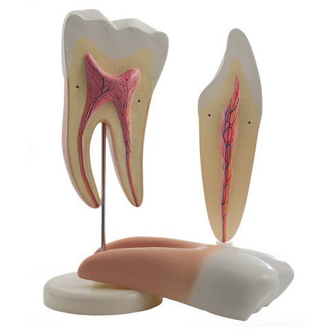 Zestaw modeli zębów - trzonowiec i siekacz (rozkładane) - Image no.: 1