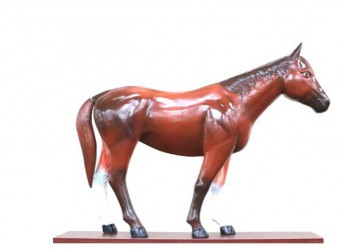 Dydaktyczny model konia - Image no.: 2