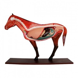 Dydaktyczny model konia - Image no.: 3