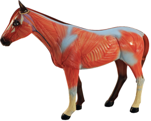 Dydaktyczny model konia - Image no.: 5