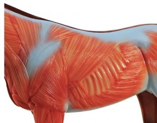 Dydaktyczny model konia - Image no.: 6