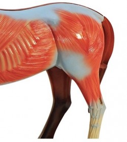Dydaktyczny model konia - Image no.: 7