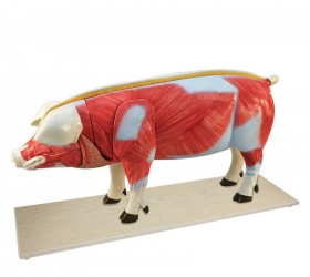 Model świni - Image no.: 2