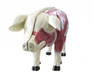 Model świni - Image no.: 1