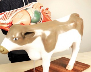 Model anatomiczny krowy, 13 części - Image no.: 3