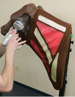 Symulator dostępów naczyniowych głowy bydlęcej - Image no.: 3