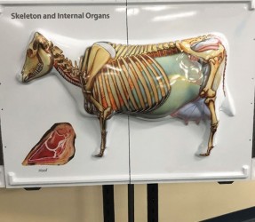 Plansza anatomiczna 3D - Anatomia Krowy - Image no.: 4
