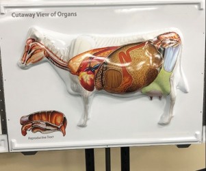 Plansza anatomiczna 3D - Anatomia Krowy - Image no.: 6