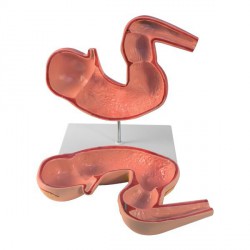 Model żołądka konia, 2 części - Image no.: 2