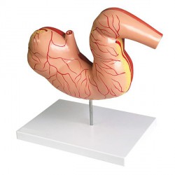 Model żołądka konia, 2 części - Image no.: 1