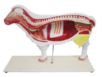 Model owcy, 11-części, 1/2 naturalnych rozmiarów - Image no.: 2