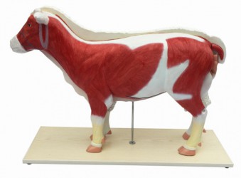 Model owcy, 11-części, 1/2 naturalnych rozmiarów - Image no.: 1
