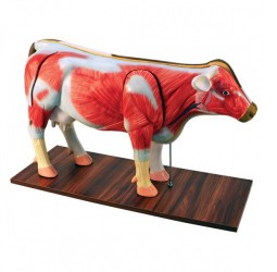 Model anatomiczny krowy, 13 części - Image no.: 1