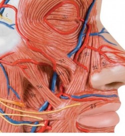 Model głowy z mięśniami, naczyniami krwionośnymi i nerwami - Image no.: 2
