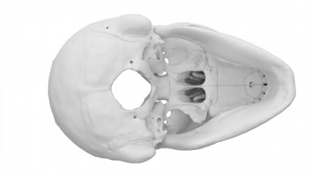 Model czaszki anatomicznej, 4 części - Image no.: 2
