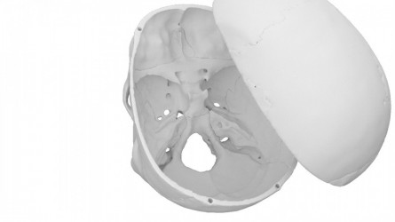 Model czaszki anatomicznej, 4 części - Image no.: 3