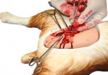 Symulator do nauki sterylizacji samicy psa - Image no.: 2
