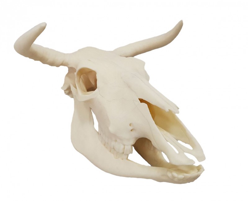 Czaszka krowy, model sztuczny - Image no.: 1