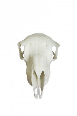 Model czaszki owcy, sztuczna - Image no.: 2