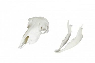 Model czaszki owcy, sztuczna - Image no.: 3