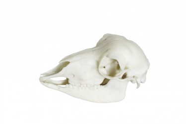 Model czaszki owcy, sztuczna - Image no.: 1