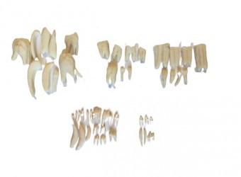 Zestaw modeli zębów zwierząt - Image no.: 1