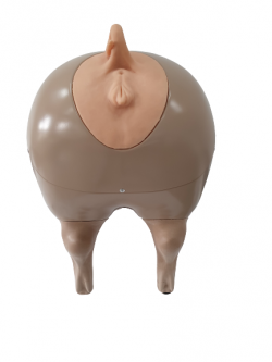 Symulator do nauki inseminacji (unasienniania) świni/trzody  - Image no.: 4