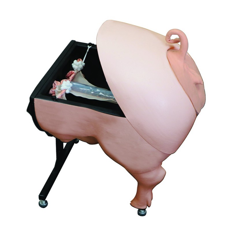 Symulator do nauki inseminacji (unasienniania) świni/trzody  - Image no.: 1