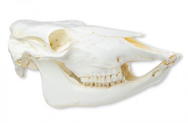 Model czaszki krowy domowej, replika - Image no.: 2