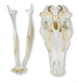 Model czaszki krowy domowej, replika - Image no.: 3