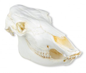 Model czaszki krowy domowej, replika - Image no.: 1