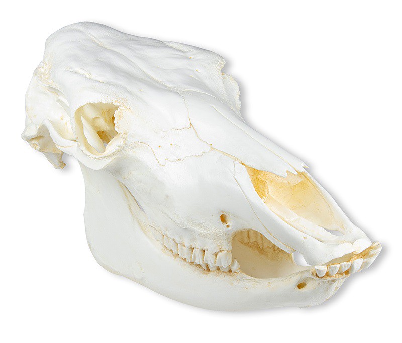 Model czaszki krowy domowej, replika - Image no.: 1