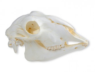 Model czaszki owcy domowej, replika - Image no.: 1