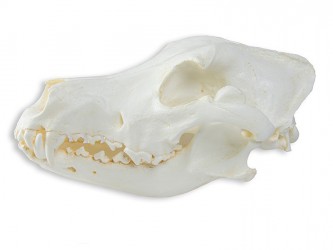 Model czaszki psa rasy dużej, replika, 2 części - Image no.: 1
