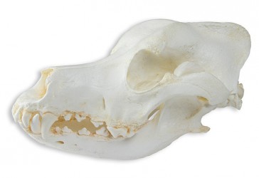 Model czaszki psa domowego rasy średniej, 2 części - Image no.: 1