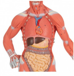 1/3 naturalnej wielkości figura mięśni człowieka, 2 części - Image no.: 3