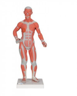 1/3 naturalnej wielkości figura mięśni człowieka, 2 części - Image no.: 1