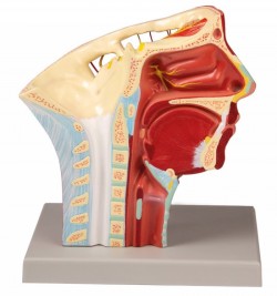 Model głowy z przebiegiem tętnic - Image no.: 3