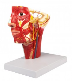 Model głowy z przebiegiem tętnic - Image no.: 1