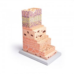 Model ściany żołądka (powiększony) - Image no.: 1