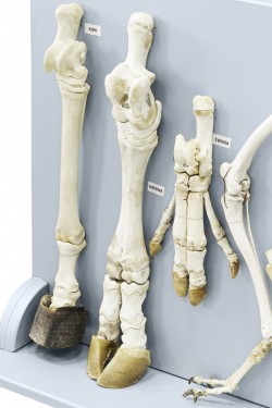 Model kończyn ssaków - Image no.: 3