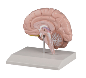 Prawa półkula mózgowa  - Image no.: 1